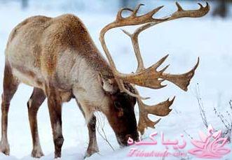 گوشت گوزن قطبی سر سفره ایرانی ها!